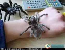 小猫小狗都弱爆了牛人养的帅宠
