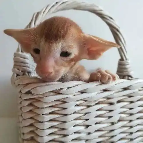 猫狗长歪的样子,简直不要太辣眼了叭好丑啊,我快吸不动了

