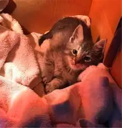 流浪猫深夜求收留,知道主人的身份后网友直呼有眼光的猫
