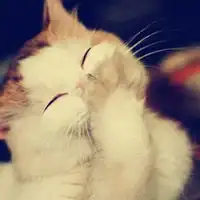 狗舔猫的头像微信头像图片大全

