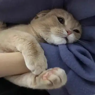 可爱猫咪微信头像大全抱猫咪的头像高清呆萌