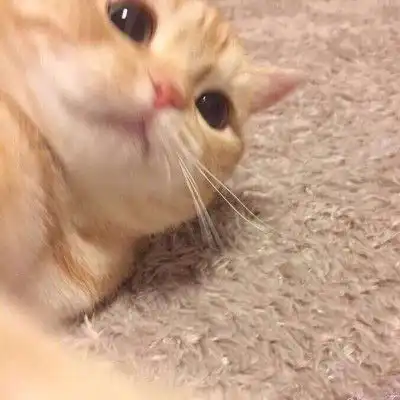 微信头像猫咪图片大全2020年猫微信头像图片
