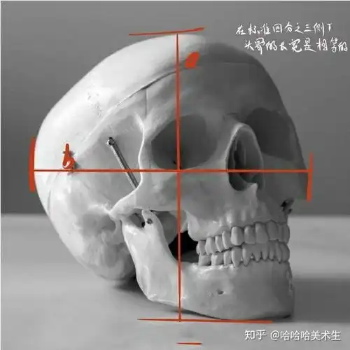 美术生必备的头像光影讲解
