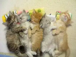 猫猫版非诚勿扰之一

