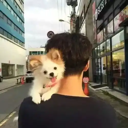 不露脸背影头像
