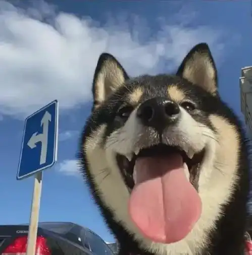 奇奇怪怪的个性头像
