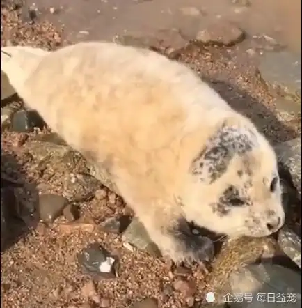 奶凶奶凶的小斑海豹连续4天爬上岸边,叫声像只小奶狗
