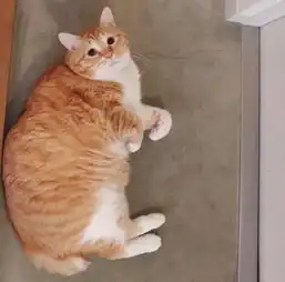 这只丧着脸的胖橘猫网红,凭借着丧丧的胖脸吸引着一大波粉丝,现在还出书了...
