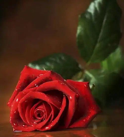 2021年充满正能量的经典励志语录,励志心灵鸡汤经典语录短句
