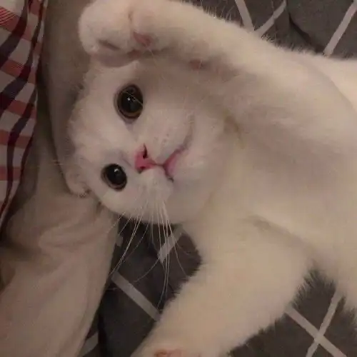 这张是不是情侣头像另一半是什么
