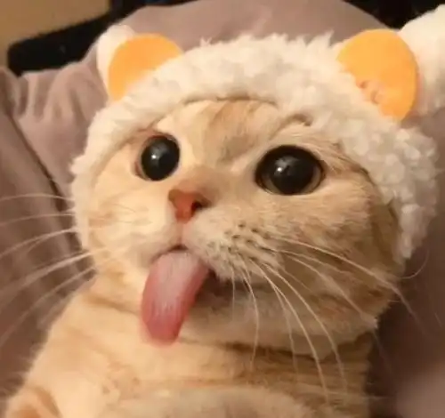 猫咪呕吐吃什么可以解决
