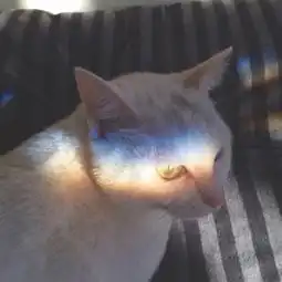 猫头像高清高清超萌超可爱的猫咪

