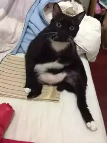 公猫和母猫的坐姿会有差别吗
