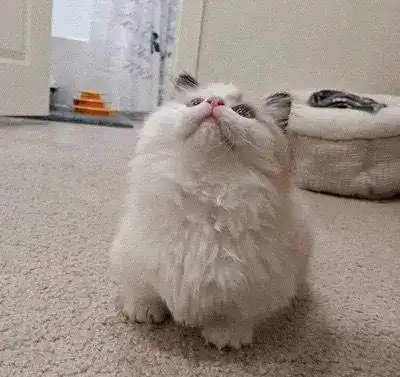 女孩养了一只布偶猫,一个星期后,她发现了猫的一个秘密
