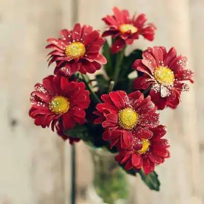 微信头像花草树木风景招财微信头像图片大全
