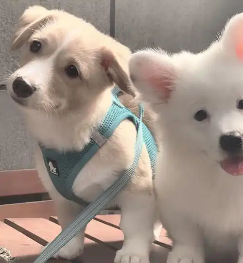 2023高清超萌狗狗治愈系情侣头像
