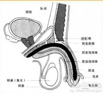 患有前列腺炎和性功能障碍好治吗
