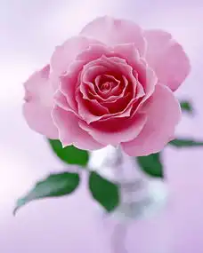 脱发很严重呐怎么办
