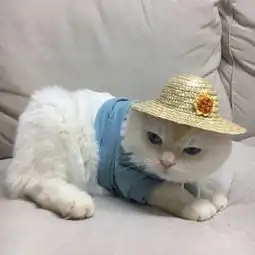 微信动物头像可爱萌宠小猫咪2018固执的喜欢不喜欢自己的人
