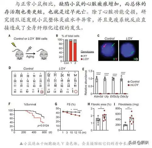男性为什么寿命比女性短
