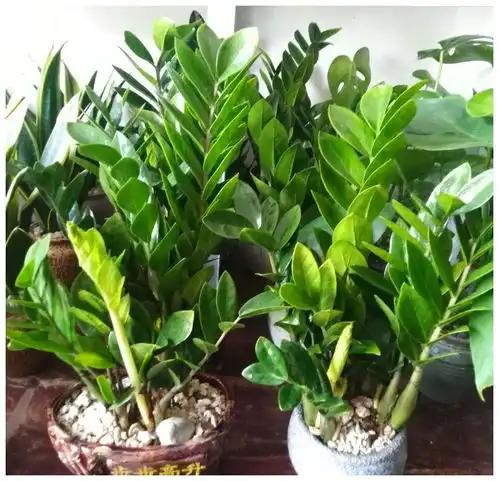 10大吉祥花,好养又高档,家里养一盆,有花有果招财又旺家
