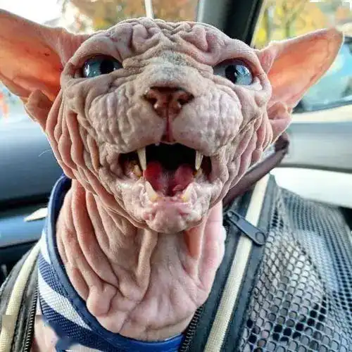 猫狗长歪的样子,简直不要太辣眼了叭好丑啊,我快吸不动了
