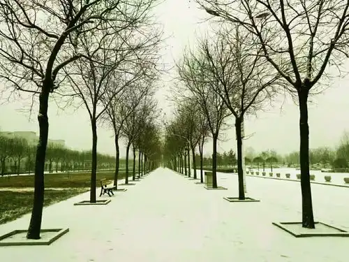 雪来了
