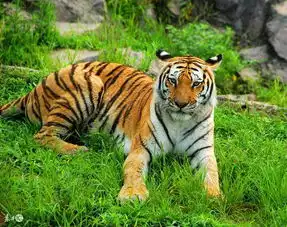 最会宠老婆的生肖男爱老婆超过爱自己
