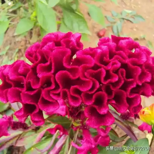 分享图片漂亮的凤尾鸡冠花
