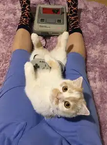 猫口实力夺食,喵星人你还记得自己会捉老鼠吗
