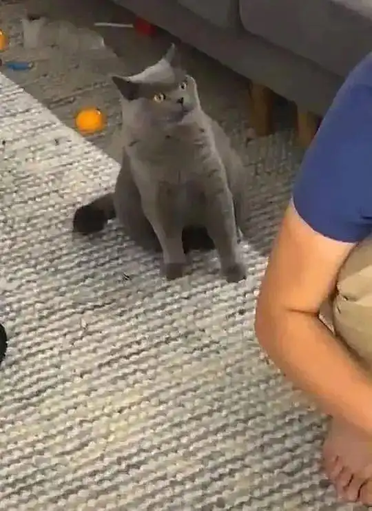 男子在陪新买的小猫,蓝猫的眼神简直了真是喜新厌旧的渣男
