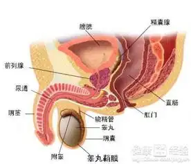 前列腺炎治愈后复发率
