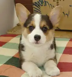 请问哪家犬舍更正规可信呢想买只柯基犬,谢谢了