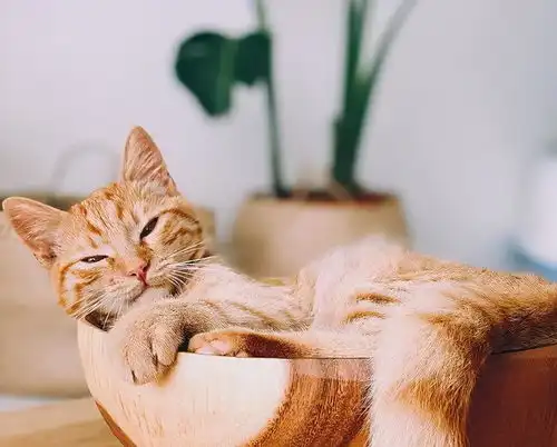 前一秒橘猫可爱到像从动漫里走出来的,下一秒竟变脸比变天都快
