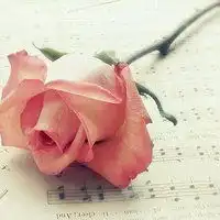美女美花朵唯美头像微信头像图片大全
