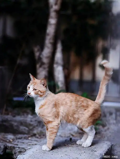 巷子里的猫
