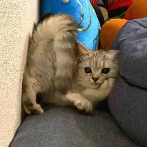 笑晕,带娃3天,这只公猫产后抑郁了
