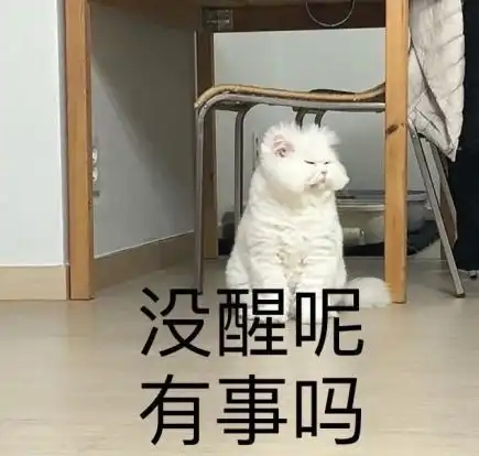 噫,你怎么是这种猫
