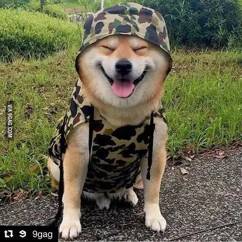 日本一柴犬因笑容治愈走红网络,网友争用它的照片做头像

