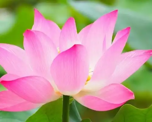 1月底喜鹊报喜,4属相事业步步高升,财源滚滚,日子无忧
