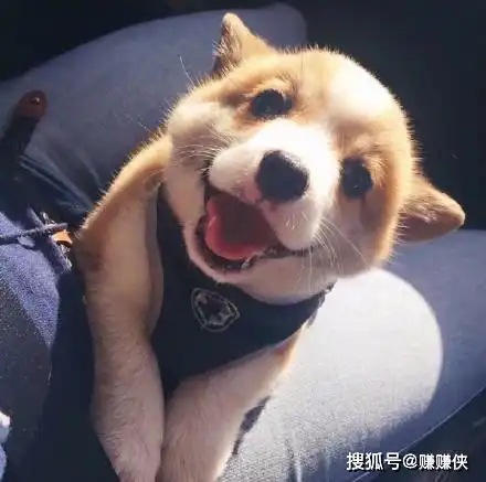 头像狗头可爱柯基