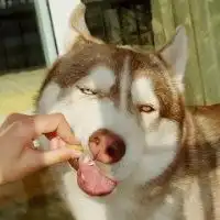二哈和柴犬的情侣头像微信头像图片大全
