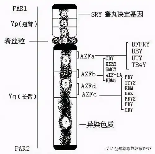 高中生物y染色体上的基因和相关的遗传病
