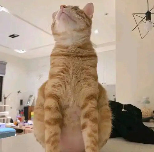 女子同时养了3只猫咪,隔了1年后有些语塞这是偷吃猪饲料了
