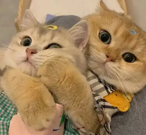 猫没有甜味味蕾所以它们尝不出甜味

