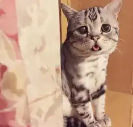 最近爆红的一只楚楚可怜猫,可能是林黛玉变的