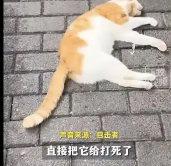 事发上海街头女友逗猫被抓伤,男子寻主无果后竟将猫打死
