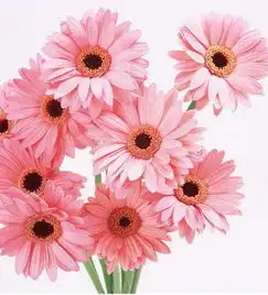 姐妹们,菊园新区妇科普查和两病筛查报名开始啦
