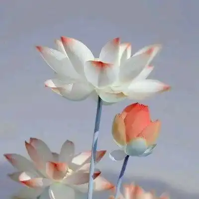 老人微信荷花头像图片,做微信头像最漂亮莲花的图片
