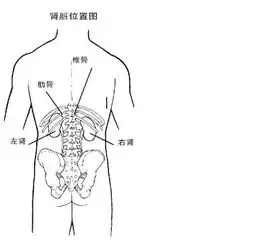 肾大概在人后腰哪个部位
